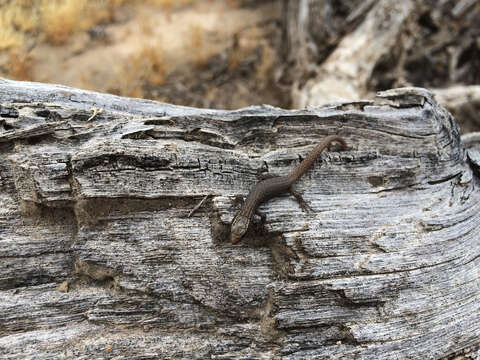 Image of night lizards