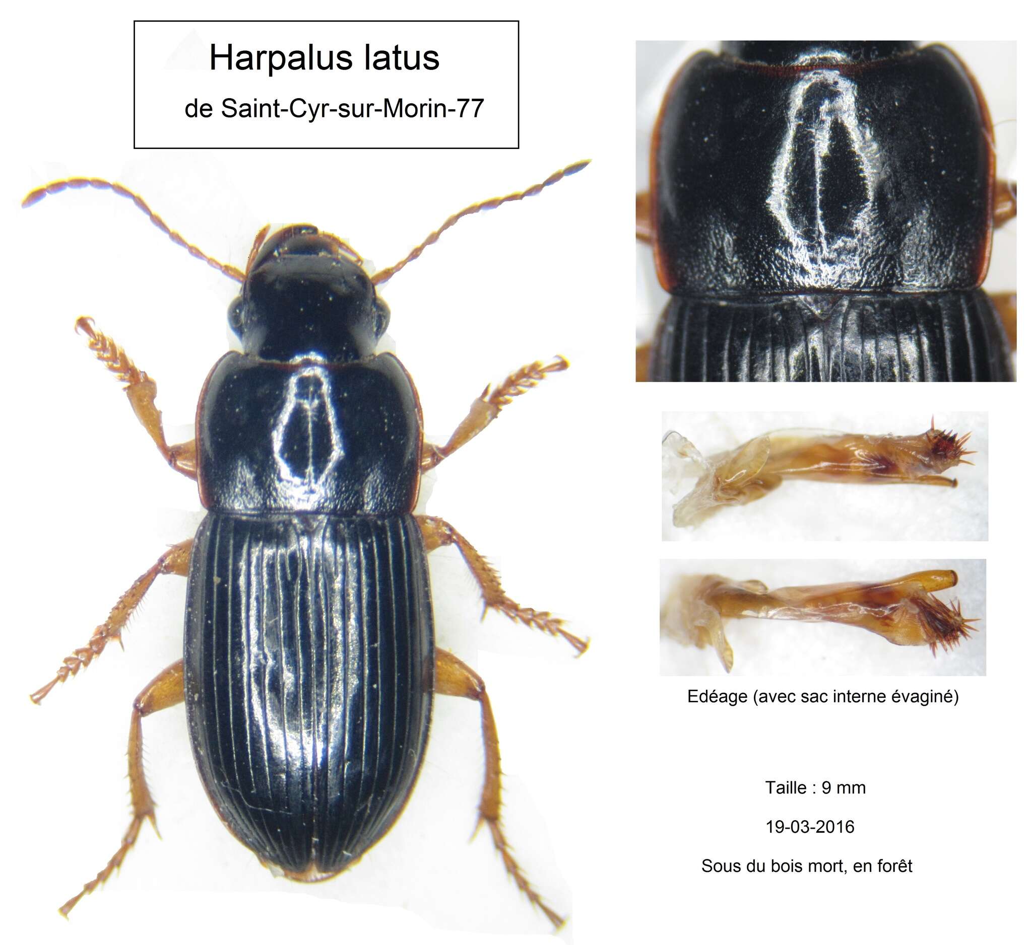 Image of Harpalus (Harpalus) latus (Linnaeus 1758)