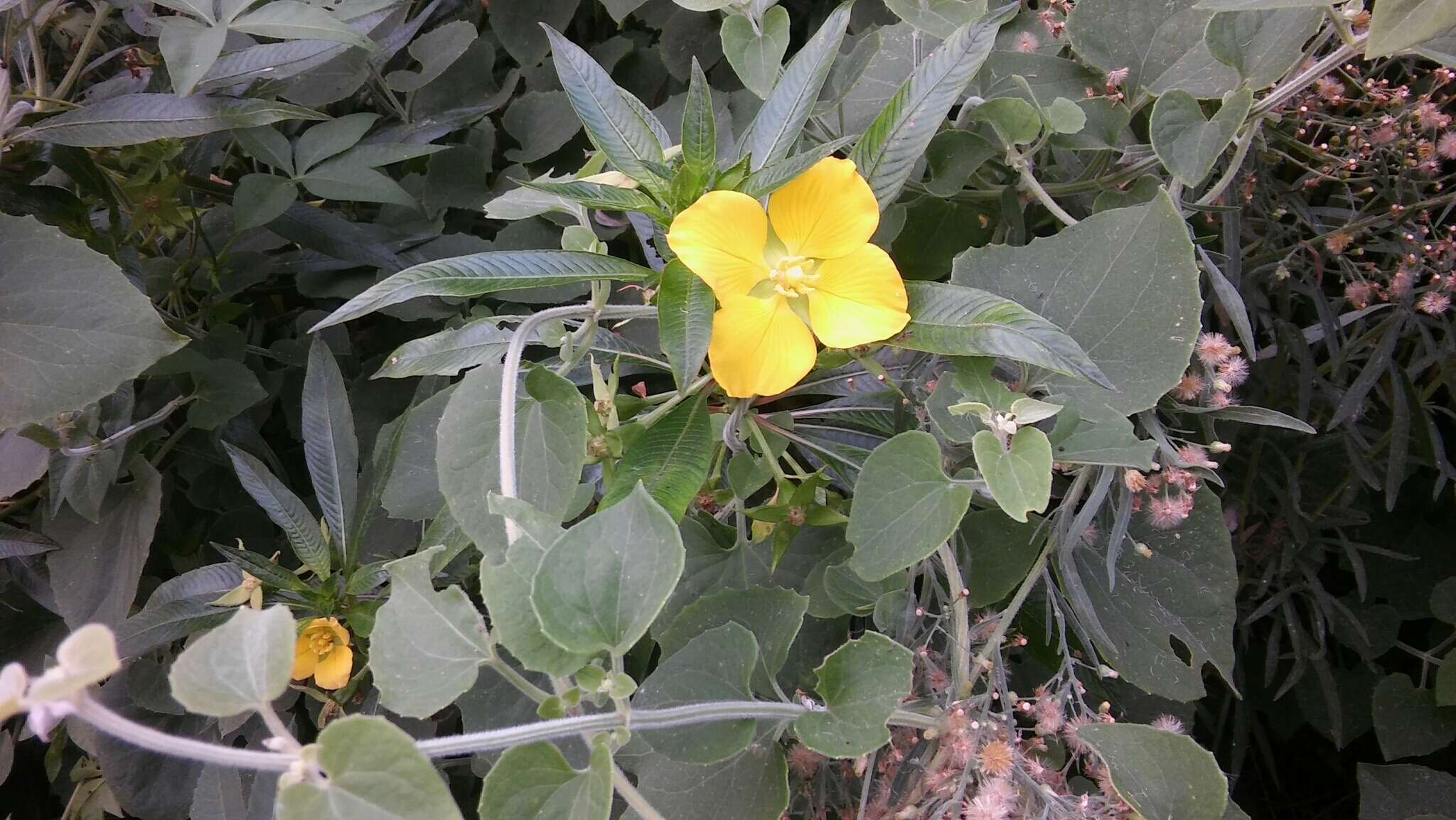 Image de Ludwigia elegans (Cambess.) Hara