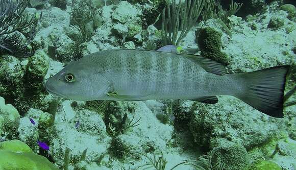 Image of Canteen Snapper