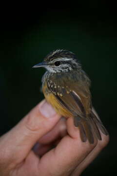 Image of Guianan Warbling Antbird