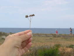 Image de Rumia crithmifolia (Willd.) Koso-Pol.