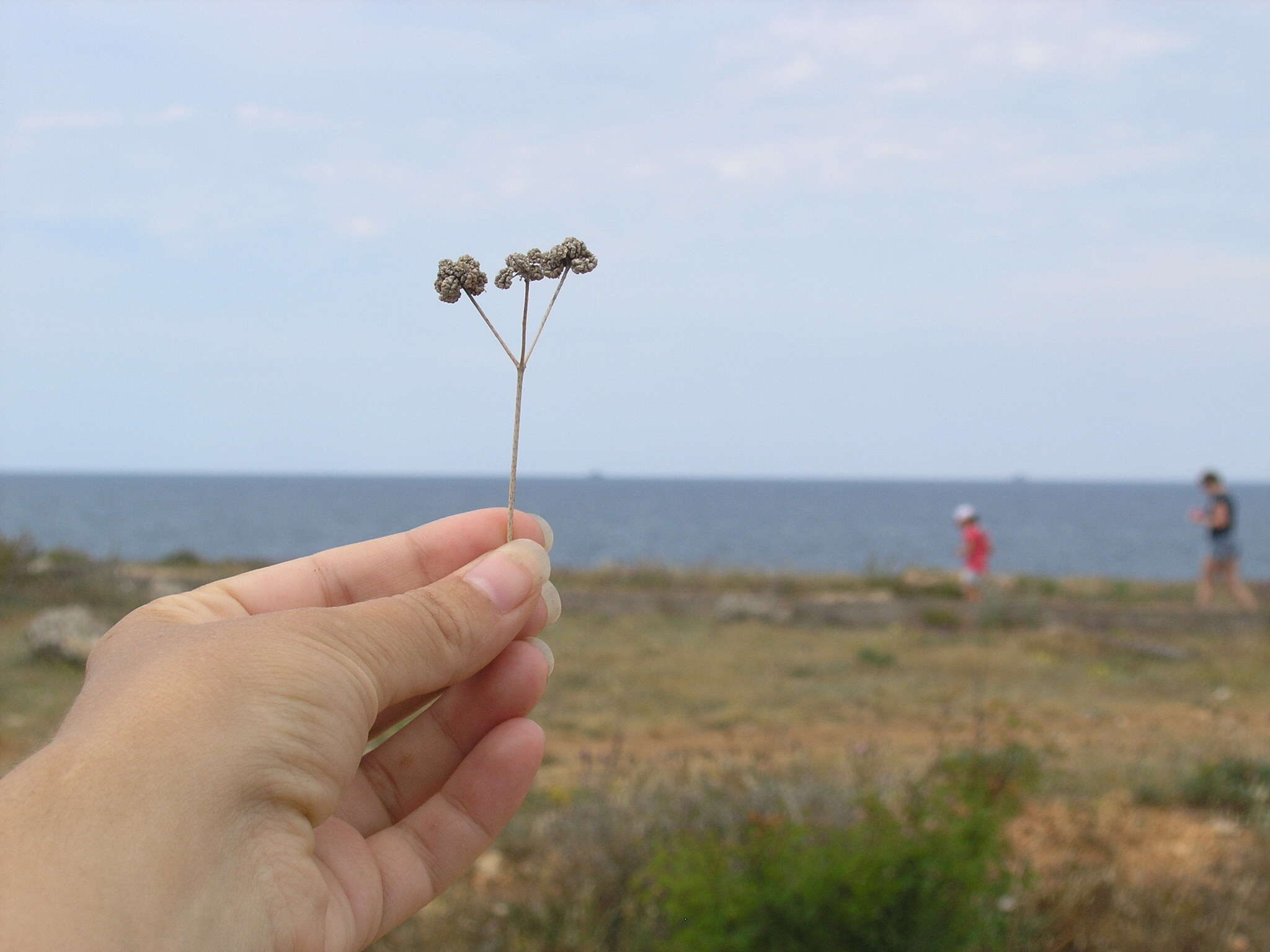 Image of Rumia crithmifolia (Willd.) Koso-Pol.