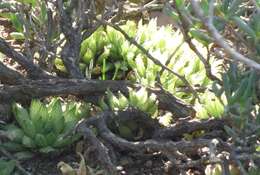 Слика од Haworthia reticulata (Haw.) Haw.