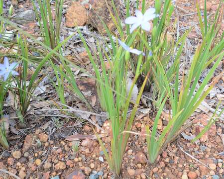 Orthrosanthus laxus (Endl.) Benth.的图像