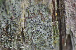 Image of dot lichen