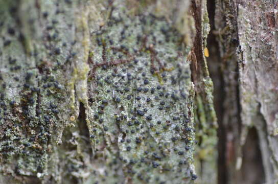 Image of dot lichen