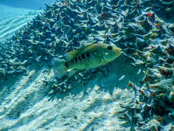 Image of Minckley's cichlid