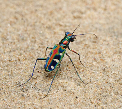 Image of Cicindela (Cosmodela) virgula Fleutiaux 1894