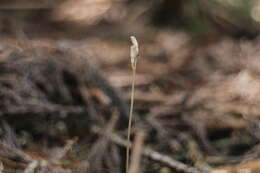 Image of Gastrodia peichatieniana S. S. Ying