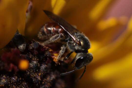 Lasioglossum petrellum (Cockerell 1903)的圖片