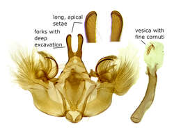 Image of Renounced Hydriomena