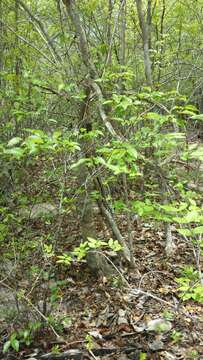 Image of Adenia olaboensis Clav.