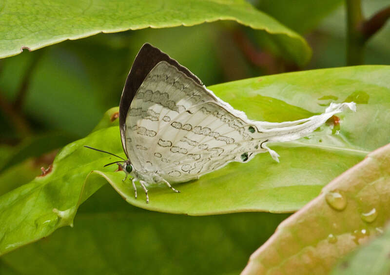 Image of Neomyrina nivea (Godman & Salvin 1878)