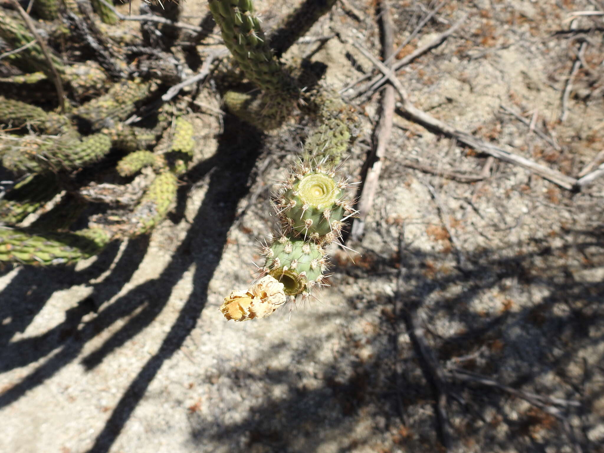 Image of California cholla