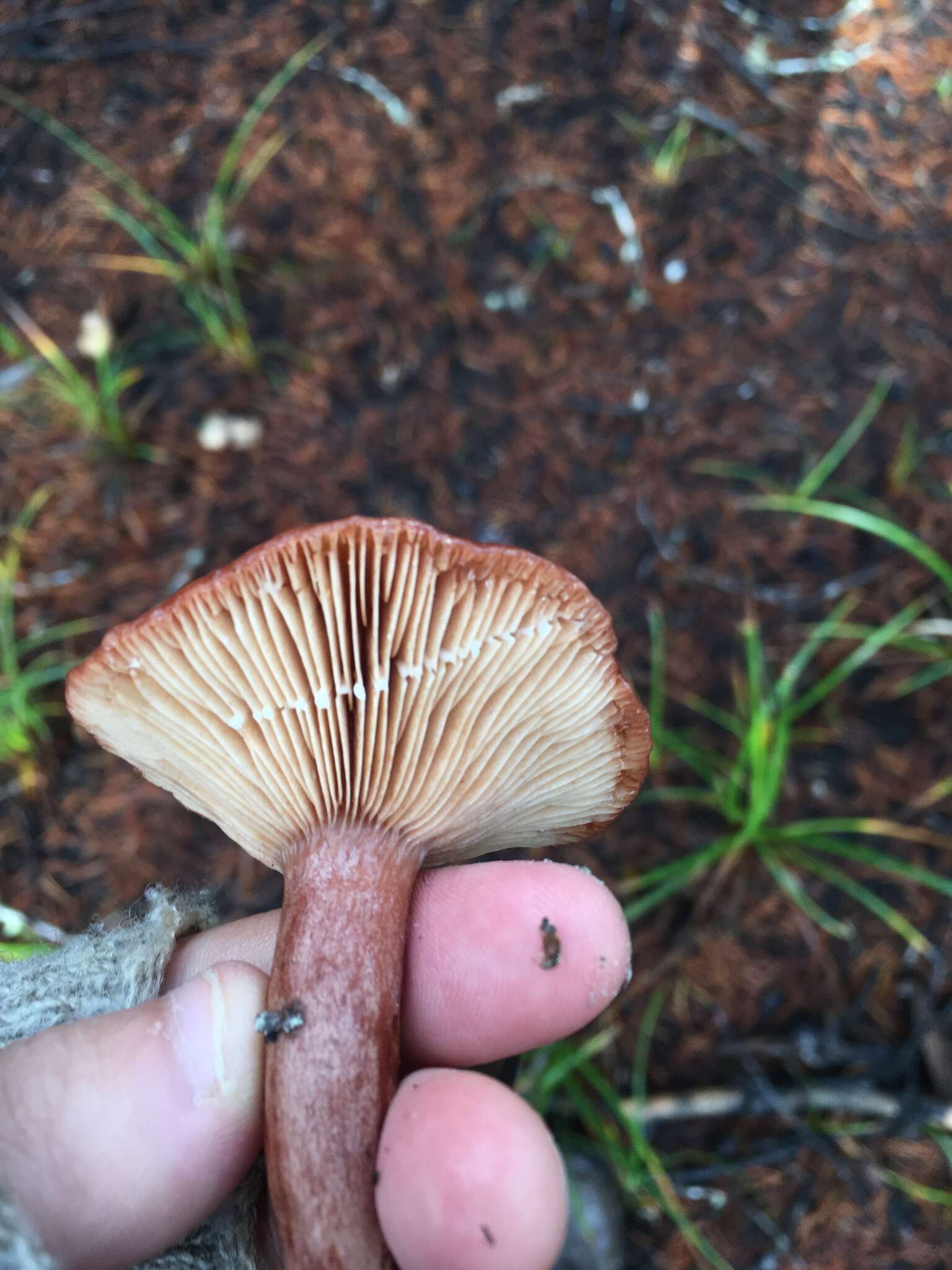 Image of Rufous Milkcap