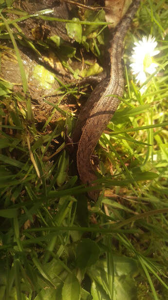 Image of Brown Skink