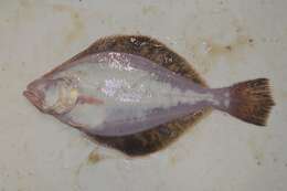 Image of Flathead sole