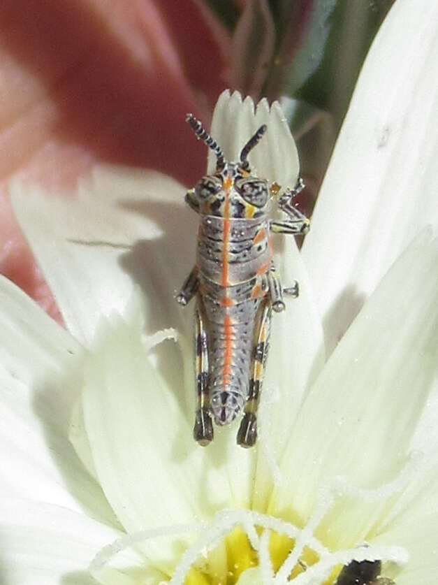 Poecilotettix sanguineus Scudder & S. H. 1897的圖片