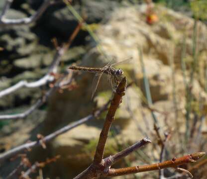 Image de Sympetrum corruptum (Hagen 1861)