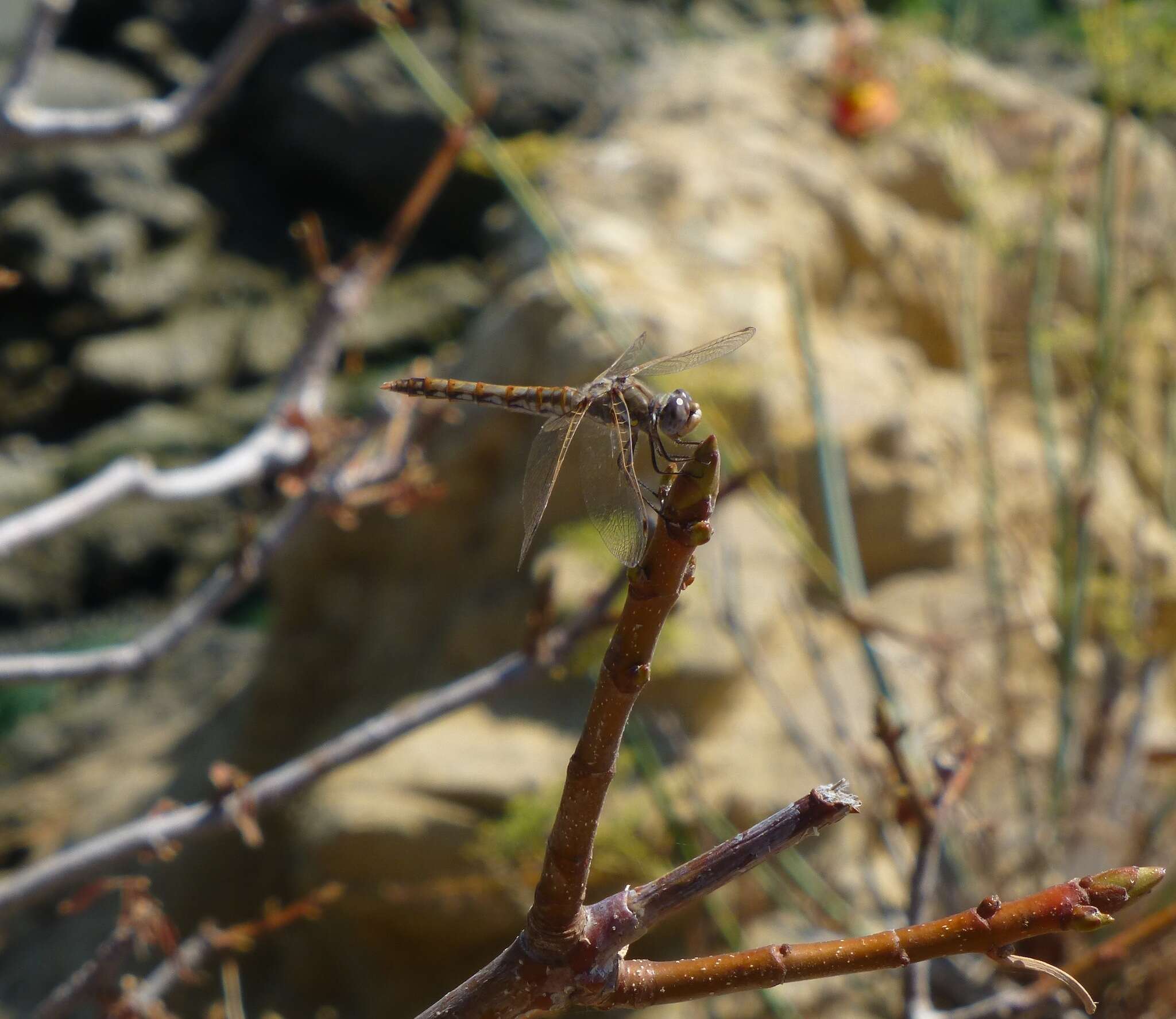 Image of Variegated Meadowhawk