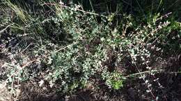 Image of Parish's snowberry