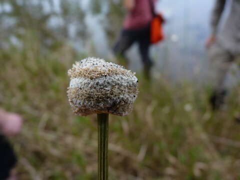 Image of tenangle pipewort