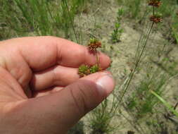 Image of Ring-Seed Rush