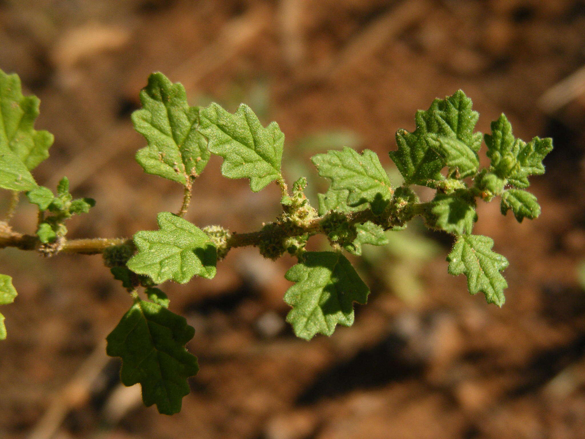 Image of keeled wormseed