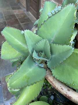 Kalanchoe laetivirens Descoings resmi