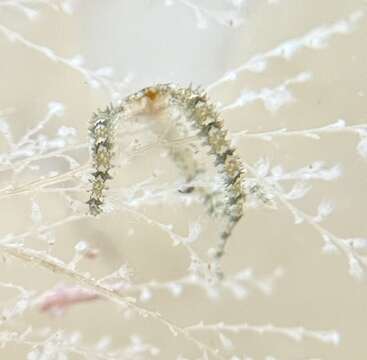 Image of Savigny's brittle star