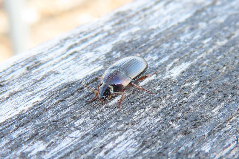 Image of Ground beetle