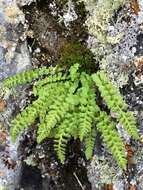 Image of smooth woodsia