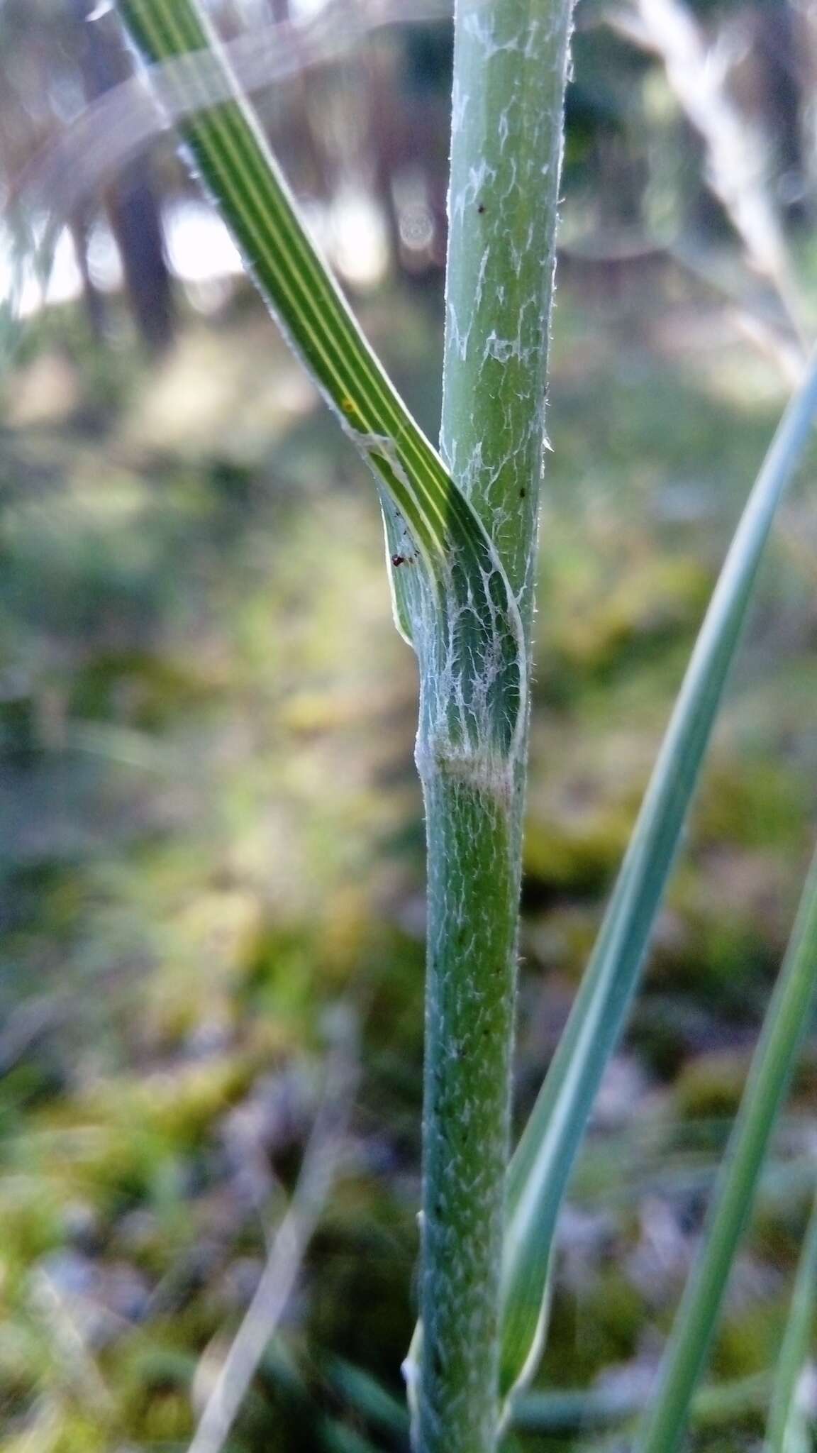 Sivun Tragopogon heterospermus Schweigger kuva