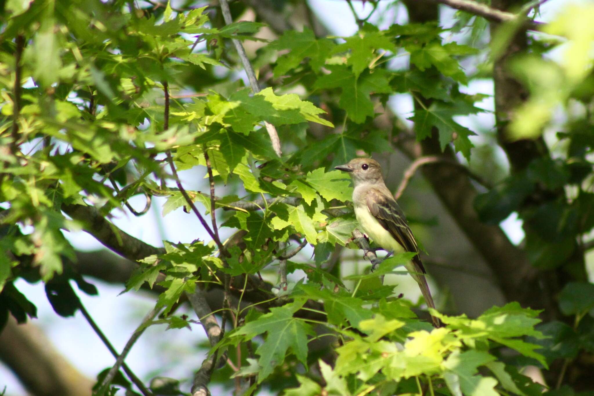 Image of Great Crested Flycatcher