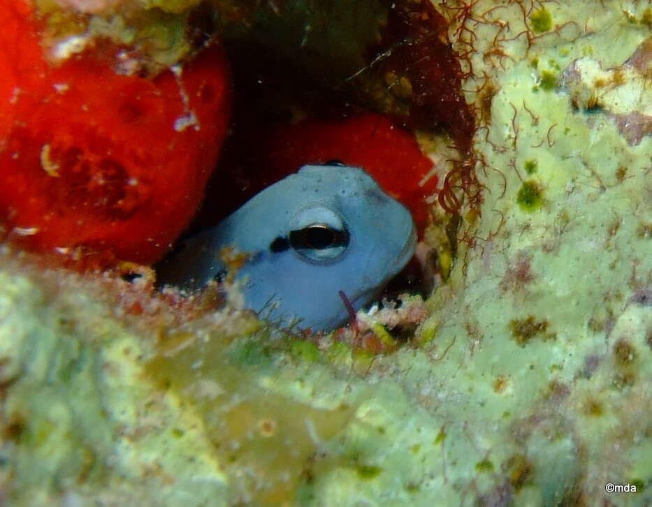 Image of Red Sea Mimic Blenny