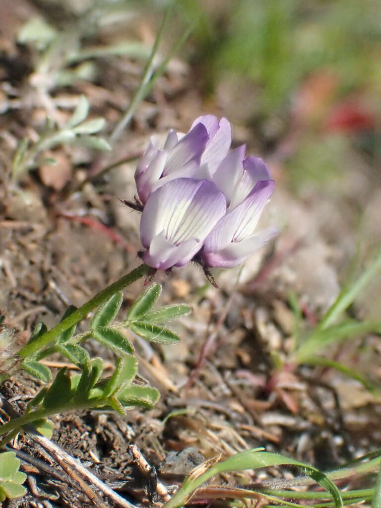 Image of Brewer's milkvetch