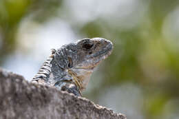 Image of Baker's Spinytail Iguana