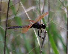 Image de Libellula jesseana Williamson 1922