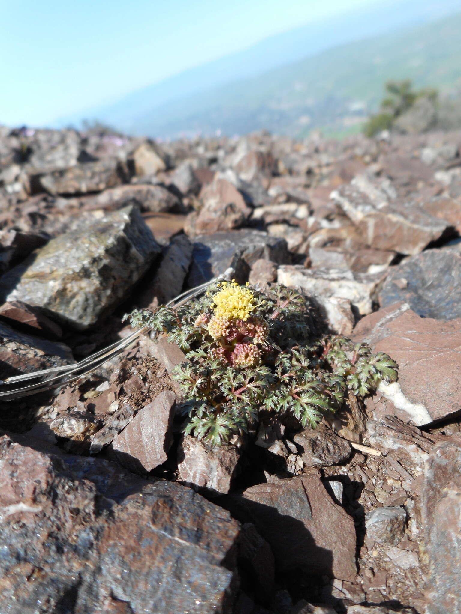 Imagem de Sanicula saxatilis Greene