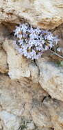 Sivun Clinopodium serpyllifolium subsp. fruticosum (L.) Bräuchler kuva