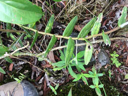 Image of Fire star orchid