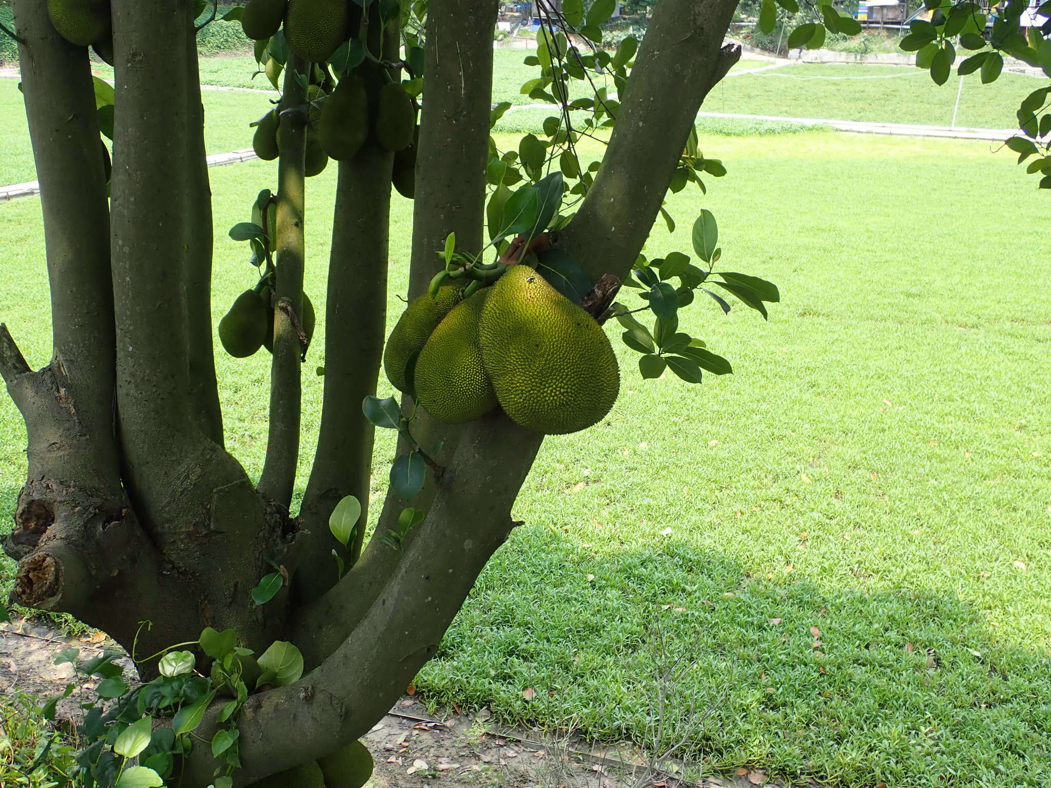 Image of jackfruit