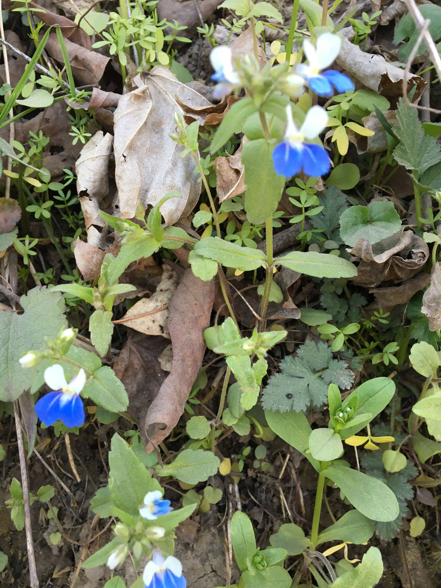 Image of spring blue eyed Mary