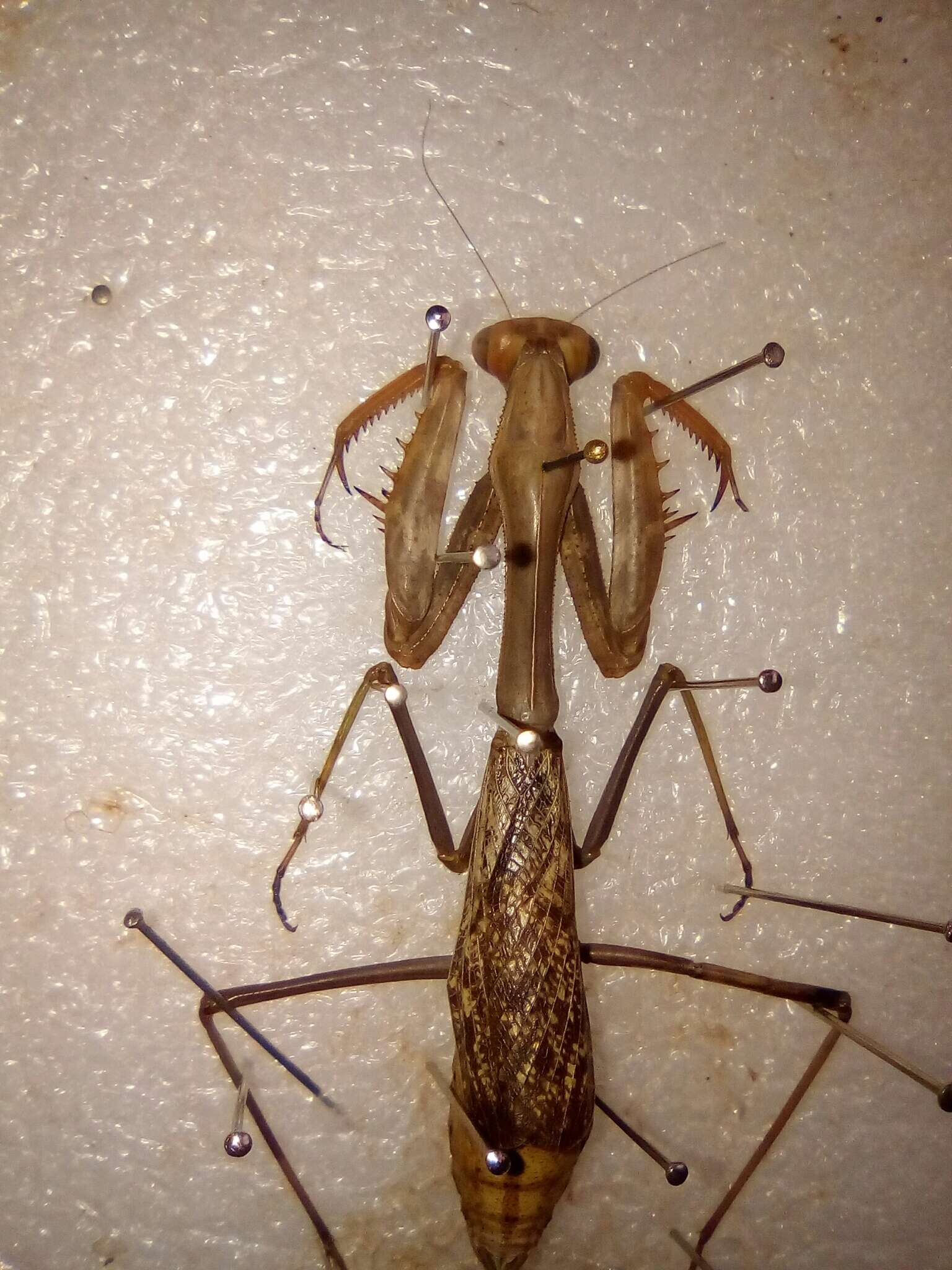 Image of California Mantis