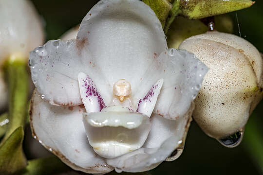 Image of Dove orchid