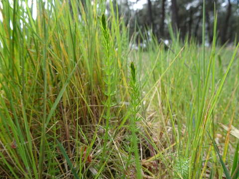 Image of Carum verticillatum (L.) W. D. J. Koch