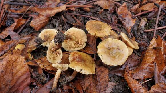 Image of Pholiota spumosa (Fr.) Singer 1951