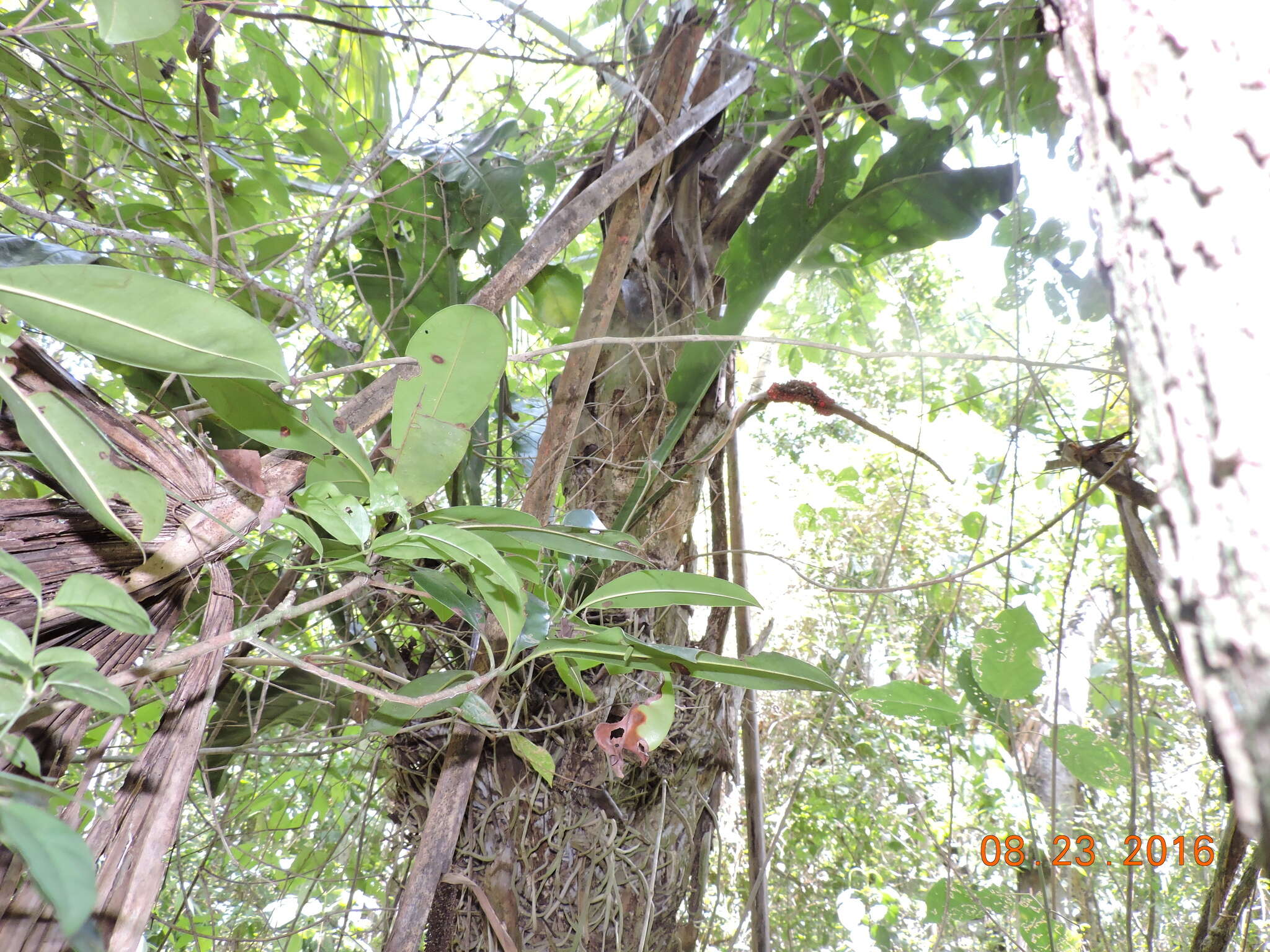 Image of Anthurium schlechtendalii subsp. schlechtendalii