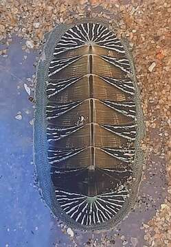 Image of Chiton albolineatus Broderip & G. B. Sowerby I 1829